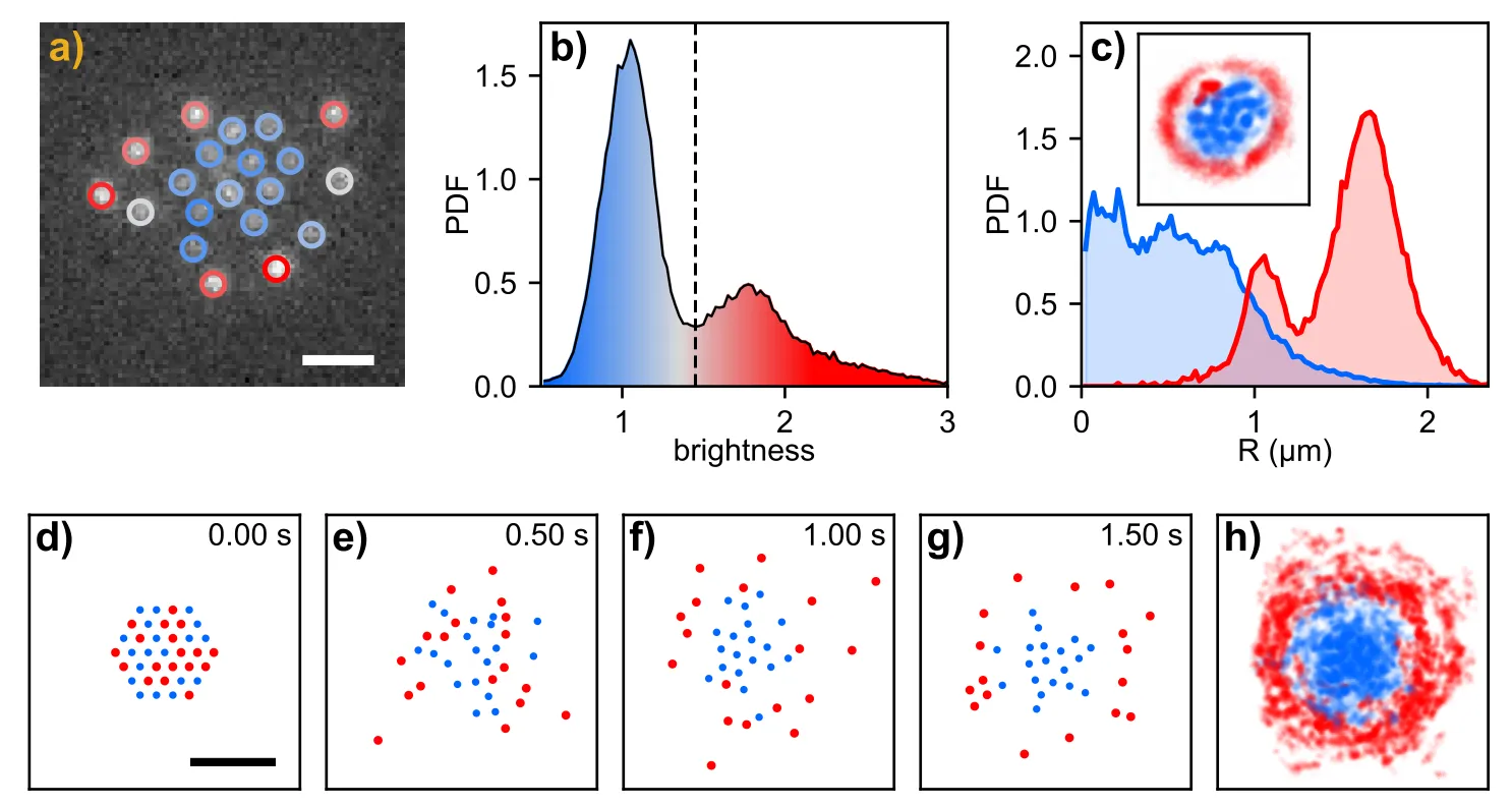 Size-Based Separation of Optical Matter Arrays