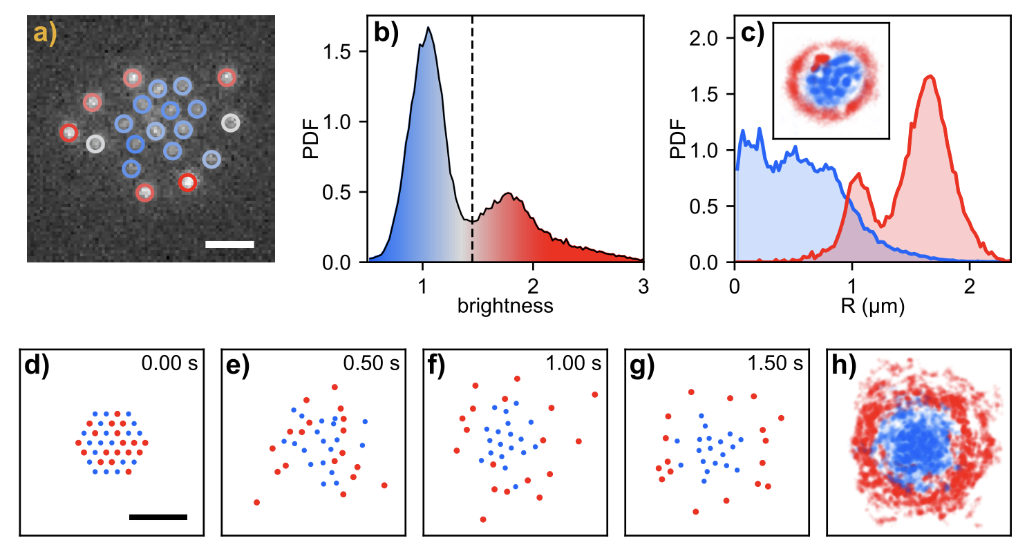 Size-Based Separation of Optical Matter Arrays